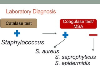 Laboratory Diagnosis

 Catalase test          Coagulase test/
                            MSA


Staphylococcus
sp.        S. aureus
                    S. saprophyticus
                    S. epidermidis
 