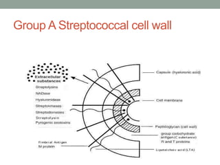 Group A Streptococcal cell wall
 
