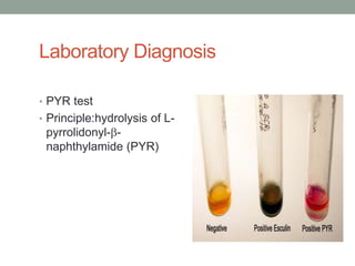 Laboratory Diagnosis

• PYR test
• Principle:hydrolysis of L-
 pyrrolidonyl--
 naphthylamide (PYR)
 