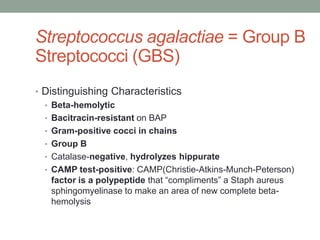 Streptococcus agalactiae = Group B
Streptococci (GBS)
• Distinguishing Characteristics
  • Beta-hemolytic
  • Bacitracin-resistant on BAP
  • Gram-positive cocci in chains
  • Group B
  • Catalase-negative, hydrolyzes hippurate
  • CAMP test-positive: CAMP(Christie-Atkins-Munch-Peterson)
    factor is a polypeptide that “compliments” a Staph aureus
    sphingomyelinase to make an area of new complete beta-
    hemolysis
 