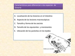 Características para diferenciar a las especies de
Eimeria
A. Localización de las lesiones en el intestino
B. Aspecto de las lesiones macroscópicas
C. Tamaño y forma de los oocisto
D. Tamaño de los equizontes y meroizontes
E. Ubicación de los parásitos en los tejidos
 