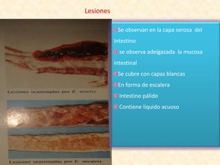 Lesiones
Se observan en la capa serosa del
intestino
se observa adelgazada la mucosa
intestinal
Se cubre con capas blancas
En forma de escalera
Intestino pálido
Contiene liquido acuoso
 