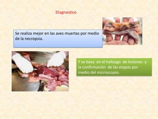 Diagnostico
Se realiza mejor en las aves muertas por medio
de la necropsia.
Y se basa en el hallazgo de lesiones y
la confirmación de las etapas por
medio del microscopio.
 