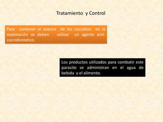 Tratamiento y Control
Para contener el avance de los coccidios en la
explotación se deben utilizar un agente anti-
coccidiostatico.
Los productos utilizados para combatir este
parasito se administran en el agua de
bebida y el alimento.
 