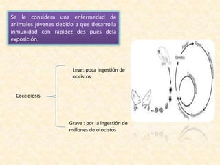 Se le considera una enfermedad de
animales jóvenes debido a que desarrolla
inmunidad con rapidez des pues dela
exposición.
Coccidiosis
Leve: poca ingestión de
oocistos
Grave : por la ingestión de
millones de otocistos
 