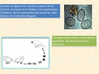 Cuando se ingieren los oocitos, la pared de los
mismos se rompe en la molleja y los esporozoitos
se liberan de los esporocistos por acción las sales
biliares en el intestino del gado.
Los esporozoitos entran en las células
epiteliales don de comienzan su
desarrollo.
 