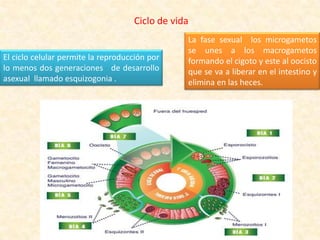 Ciclo de vida
El ciclo celular permite la reproducción por
lo menos dos generaciones de desarrollo
asexual llamado esquizogonia .
La fase sexual los microgametos
se unes a los macrogametos
formando el cigoto y este al oocisto
que se va a liberar en el intestino y
elimina en las heces.
 