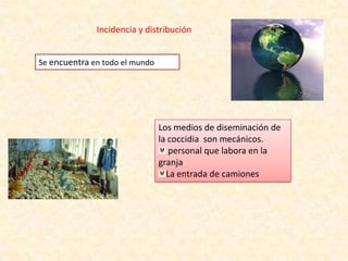 Incidencia y distribución
Se encuentra en todo el mundo
Los medios de diseminación de
la coccidia son mecánicos.
personal que labora en la
granja
La entrada de camiones
 