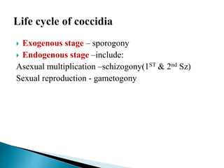  Exogenous stage – sporogony
 Endogenous stage –include:
Asexual multiplication –schizogony(1ST & 2nd Sz)
Sexual reproduction - gametogony
 