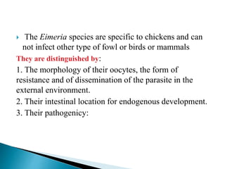  The Eimeria species are specific to chickens and can
not infect other type of fowl or birds or mammals
They are distinguished by:
1. The morphology of their oocytes, the form of
resistance and of dissemination of the parasite in the
external environment.
2. Their intestinal location for endogenous development.
3. Their pathogenicy:
 