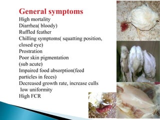 General symptoms
High mortality
Diarrhea( bloody)
Ruffled feather
Chilling symptoms( squatting position,
closed eye)
Prostration
Poor skin pigmentation
(sub acute)
Impaired food absorption(feed
particles in feces)
Decreased growth rate, increase culls
low uniformity
High FCR
 