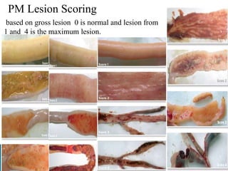 PM Lesion Scoring
based on gross lesion 0 is normal and lesion from
1 and 4 is the maximum lesion.
 