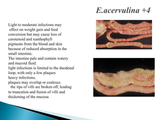 Light to moderate infections may
effect on weight gain and feed
conversion but may cause loss of
carotenoid and xanthophyll
pigments from the blood and skin
because of reduced absorption in the
small intestine.
The intestine pale and contain watery
and mucoid fluid.
light infections is limited to the duodenal
loop, with only a few plaques
heavy infections,
plaques may overlap or coalesce.
the tips of villi are broken off, leading
to truncation and fusion of villi and
thickening of the mucosa
 