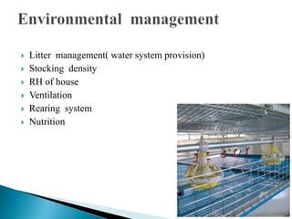  Litter management( water system provision)
 Stocking density
 RH of house
 Ventilation
 Rearing system
 Nutrition
 
