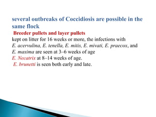 several outbreaks of Coccidiosis are possible in the
same flock
Breeder pullets and layer pullets
kept on litter for 16 weeks or more, the infections with
E. acervulina, E. tenella, E. mitis, E. mivati, E. praecox, and
E. maxima are seen at 3–6 weeks of age
E. Necatrix at 8–14 weeks of age.
E. brunetti is seen both early and late.
 