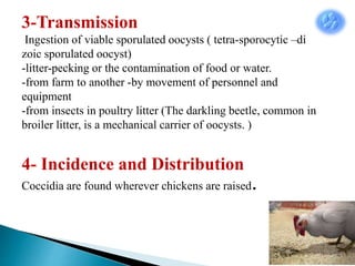 3-Transmission
Ingestion of viable sporulated oocysts ( tetra-sporocytic –di
zoic sporulated oocyst)
-litter-pecking or the contamination of food or water.
-from farm to another -by movement of personnel and
equipment
-from insects in poultry litter (The darkling beetle, common in
broiler litter, is a mechanical carrier of oocysts. )
4- Incidence and Distribution
Coccidia are found wherever chickens are raised.
 