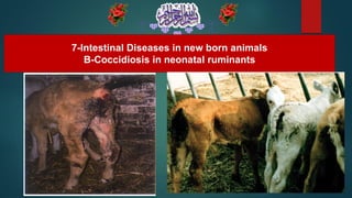 7-Intestinal Diseases in new born animals
B-Coccidiosis in neonatal ruminants
 
