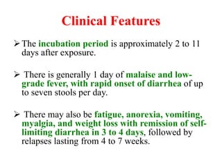 Clinical Features
The incubation period is approximately 2 to 11
days after exposure.
 There is generally 1 day of malaise and low-
grade fever, with rapid onset of diarrhea of up
to seven stools per day.
 There may also be fatigue, anorexia, vomiting,
myalgia, and weight loss with remission of self-
limiting diarrhea in 3 to 4 days, followed by
relapses lasting from 4 to 7 weeks.
 