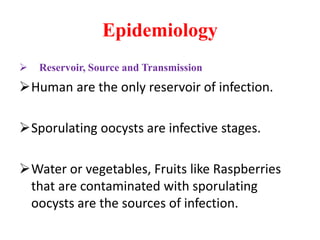 Epidemiology
 Reservoir, Source and Transmission
Human are the only reservoir of infection.
Sporulating oocysts are infective stages.
Water or vegetables, Fruits like Raspberries
that are contaminated with sporulating
oocysts are the sources of infection.
 