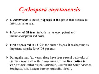 Cyclospora cayetanensis
 C. caytanensis is the only species of the genus that is cause to
infection in human.
 Infection of GI tract in both immunocompetent and
immunocompromised hosts.
 First discovered in 1979 in the human faeces, it has become an
important parasite for AIDS patients.
 During the past few years, there have been several outbreaks of
diarrhea associated with C. cayetanensis; the distribution is
worldwide (United States, Caribbean, Central and South America,
Southeast Asia, Eastern Europe, Australia, Nepal).
 