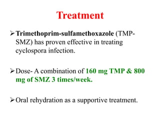 Treatment
Trimethoprim-sulfamethoxazole (TMP-
SMZ) has proven effective in treating
cyclospora infection.
Dose- A combination of 160 mg TMP & 800
mg of SMZ 3 times/week.
Oral rehydration as a supportive treatment.
 