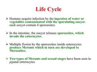 Life Cycle
 Humans acquire infection by the ingestion of water or
vegetables contaminated with the sporulating oocyst-
each oocyst contain 4 sporozoites.
 In the intestine, the oocyst releases sporozoites, which
invade the enterocytes.
 Multiple fission by the sporozoites inside enterocytes
produce Meronts which in turn are developed to
Merozoites.
 Two types of Meronts and sexual stages have been seen in
jejunal enterocytes
 