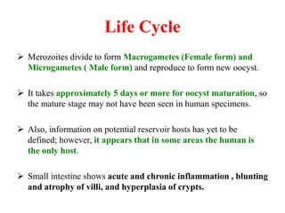 Life Cycle
 Merozoites divide to form Macrogametes (Female form) and
Microgametes ( Male form) and reproduce to form new oocyst.
 It takes approximately 5 days or more for oocyst maturation, so
the mature stage may not have been seen in human specimens.
 Also, information on potential reservoir hosts has yet to be
defined; however, it appears that in some areas the human is
the only host.
 Small intestine shows acute and chronic inflammation , blunting
and atrophy of villi, and hyperplasia of crypts.
 