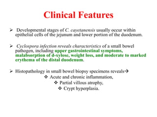 Clinical Features
 Developmental stages of C. cayetanensis usually occur within
epithelial cells of the jejunum and lower portion of the duodenum.
 Cyclospora infection reveals characteristics of a small bowel
pathogen, including upper gastrointestinal symptoms,
malabsorption of d-xylose, weight loss, and moderate to marked
erythema of the distal duodenum.
 Histopathology in small bowel biopsy specimens reveals
 Acute and chronic inflammation,
 Partial villous atrophy,
 Crypt hyperplasia.
 