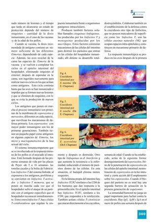 Selecciones
                                                                                                                     Avícolas

nado número de lesiones y el tiempo          puesta inmunitaria frente a organismos      destruyéndolos. Colaboran también en
que tarda en alcanzarse un estado de         patógenos intracelulares.                   el establecimiento de la defensa contra
protección depende del número de                 Producen también factores solu-         la coccidiosis otro tipo de linfocitos,
ooquistes - cantidad de la dosis             bles llamados citoquinas: linfoquinas,      que no poseen marcadores de superfi-
inmunizante, en el caso de las vacunas       las producidas por los linfocitos T y       cie como los linfocitos T, son las
-y de la edad de los pollos.                 monoquinas producidas por los               células asesinas naturales (NK) que
    Cuando se vacuna, la dosis reco-         macrófagos. Estos factores estimulan        ocupan espacios intra-epiteliales y cons-
mendada de antígeno contiene un nú-          mecanismos de las células del intestino     tituyen un mecanismo primario de de-
mero suficiente de las diferentes            para destruir los parásitos que entran      fensa.
Eimerias, dependiendo de cada espe-          en las células del hospedador inmuni-           La respuesta inmunológica se pro-
cie. Además, las aves reciclan de la         zado; allí detiene su desarrollo total-     duce en las aves después de la primera
cama las especies de Eimeria de la
vacuna y se vuelven a completar los
ciclos en el epitelio intestinal del
hospedador, eliminando ooquistes al
                                               Fig. 4.
exterior; después de esporular en la           Coccidiosis
cama, son ingeridos nuevamente para            intestinal por
realizar nuevos ciclos en los que actúan       E. maxima (De
como antígenos. Este ciclo continúa            E. Chapman)
hasta que las aves se han inmunizado e
impiden que se formen nuevas lesiones
y que se eliminen de ooquistes, con lo
que se evita la producción de nuevos
                                               Fig. 5.
ciclos.
                                               Coccidiosis
    Los antígenos que ponen en mar-
                                               intestinal por
cha el proceso inmunitario son proteí-         E. tenella (De
nas de la membrana de esporozoitos y           E. Chapman)
merozoitos, diferentes en cada especie,
que movilizan los mecanismos de de-
fensa primaria. Los esporozoitos con
mayor poder inmunógeno son los de
primeras generaciones. También tie-            Fig. 6.
nen un pequeño papel como antígenos            Coccidiosis
en algunas especies de Eimeria, los            intestinal por
micro y macrogametocitos de la fase            E. acervulina
sexual del ciclo.                              (De E. Chapman)
    El sistema inmunocompetente que
se ve involucrado en la respuesta inmu-
ne de los pollos es el asociado al intes-    mente y después es destruido. Otro          semana de edad. Cuando se ha estable-
tino. Está formado después de las pri-       tipo de linfoquinas es el Interferón g      cido, actúa de la siguiente forma:
meras semanas de vida por las placas         que aumenta la resistencia a la enfer-      desenquistamiento de esporozoitos, fre-
de Peyer -de 5 a 16 semanas- las             medad, reduciendo el número de pará-        no de la penetración de esporozoitos en
tonsilas cecales y la bolsa de Fabricio.     sitos dentro de las células. En esta        las células del epitelio intestinal, neutra-
Los linfocitos T del sistema linfoide, al    situación, el huésped elimina menos         lización de esporozoitos en la luz intes-
exponerse a los antígenos, proliferan y      ooquistes.                                  tinal y cierta acción del Complemento
se convierten en linfocitos T-activa-            En la lámina propia del intestino hay   sobre los esporozoitos. Cuando el blo-
dos y linfocitos T memoria, que se           linfocitos TCR2 similares a las CD4 de      queo del parásito no es total hay una
ponen en marcha cada vez que el              los humanos que dan respuesta a la          segunda barrera de actuación en la
hospedador sufre el ataque de un pará-       primoinfección. En el epitelio intestinal   primera generación de esquizontes.
sito con el antígeno específico que el       hay linfocitos TCR1, similares a los            La inmunidad humoral no juega un
hospedador reconocen inmediatamen-           CD8, que responden a la reinfección.        papel importante para luchar contra la
te. Entre estos linfocitos T, hay c élulas   También actúan células T-citotóxicas        coccidiosis. Hay IgG, IgM y IgA en el
T-colaboradoras que regulan la res-          que atacan directamente a los coccidios,    suero de pollos una semana después de


                                                                                                                            369
 