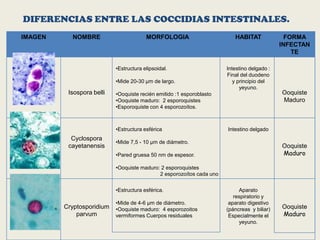 DIFERENCIAS ENTRE LAS COCCIDIAS INTESTINALES.