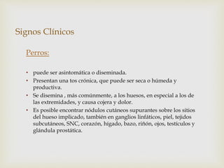 Signos Clínicos
Perros:
• puede ser asintomática o diseminada.
• Presentan una tos crónica, que puede ser seca o húmeda y
productiva.
• Se disemina , más comúnmente, a los huesos, en especial a los de
las extremidades, y causa cojera y dolor.
• Es posible encontrar nódulos cutáneos supurantes sobre los sitios
del hueso implicado, también en ganglios linfáticos, piel, tejidos
subcutáneos, SNC, corazón, hígado, bazo, riñón, ojos, testículos y
glándula prostática.
 