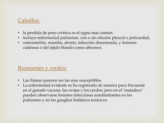 Caballos:
• la pérdida de peso crónica es el signo más común.
• incluye enfermedad pulmonar, con o sin efusión pleural o pericardial,
• osteomielitis, mastitis, aborto, infección diseminada, y lesiones
cutáneas o del tejido blando como abscesos.
Rumiantes y cerdos:
• Las llamas parecen ser las mas susceptibles.
• La enfermedad evidente se ha registrado de manera poco frecuente
en el ganado vacuno, las ovejas y los cerdos; pero en el ‘matadero’
pueden observarse lesiones infecciosas autolimitantes en los
pulmones y en los ganglios linfáticos torácicos.
 