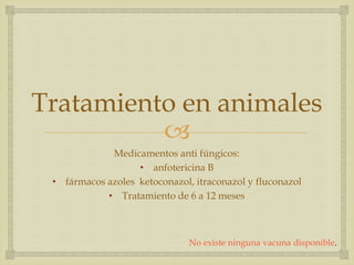 
Tratamiento en animales
Medicamentos anti fúngicos:
• anfotericina B
• fármacos azoles ketoconazol, itraconazol y fluconazol
• Tratamiento de 6 a 12 meses
No existe ninguna vacuna disponible.
 