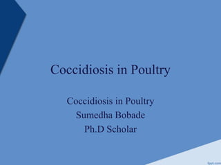 Coccidiosis in Poultry
Coccidiosis in Poultry
Sumedha Bobade
Ph.D Scholar
 