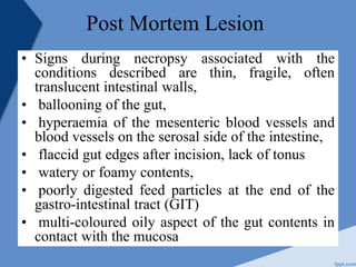 Post Mortem Lesion
• Signs during necropsy associated with the
conditions described are thin, fragile, often
translucent intestinal walls,
• ballooning of the gut,
• hyperaemia of the mesenteric blood vessels and
blood vessels on the serosal side of the intestine,
• flaccid gut edges after incision, lack of tonus
• watery or foamy contents,
• poorly digested feed particles at the end of the
gastro-intestinal tract (GIT)
• multi-coloured oily aspect of the gut contents in
contact with the mucosa
 