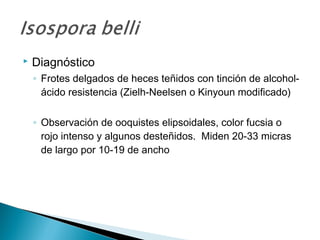    Diagnóstico
    ◦ Frotes delgados de heces teñidos con tinción de alcohol-
      ácido resistencia (Zielh-Neelsen o Kinyoun modificado)

    ◦ Observación de ooquistes elipsoidales, color fucsia o
      rojo intenso y algunos desteñidos. Miden 20-33 micras
      de largo por 10-19 de ancho
 