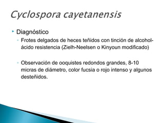    Diagnóstico
    ◦ Frotes delgados de heces teñidos con tinción de alcohol-
      ácido resistencia (Zielh-Neelsen o Kinyoun modificado)

    ◦ Observación de ooquistes redondos grandes, 8-10
      micras de diámetro, color fucsia o rojo intenso y algunos
      desteñidos.
 
