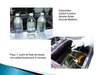 Colorantes:
                                   Carbol Fucsina
                                   Alcohol Ácido
                                   Azul de Metileno




Paso 1: cubrir el frote de heces
con carbol fucsina por 5 minutos
 