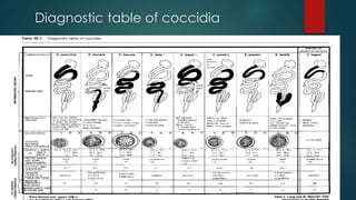 coccidiosis-in-poultry-pptx