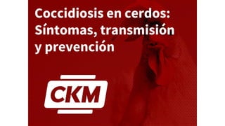 Coccidiosis en cerdos:
Síntomas, transmisión
y prevención
 