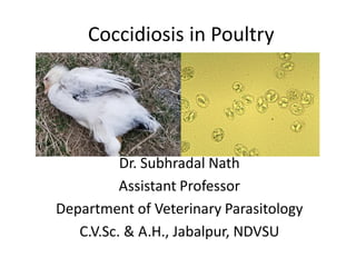 Coccidiosis in Poultry
Dr. Subhradal Nath
Assistant Professor
Department of Veterinary Parasitology
C.V.Sc. & A.H., Jabalpur, NDVSU
 