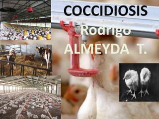 COCCIDIOSIS
Rodrigo
ALMEYDA T.

 