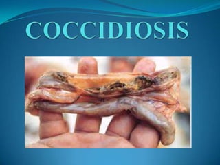 Coccidiosis exp
