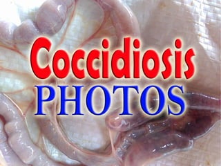 Coccidiosis in chickens
Poultry diseases
coccidia
photos
pictures
 