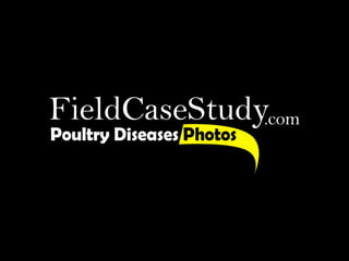 Coccidiosis in Chickens, Photos, Pictures