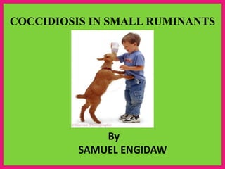 COCCIDIOSIS IN SMALL RUMINANTS
By
SAMUEL ENGIDAW
.
 