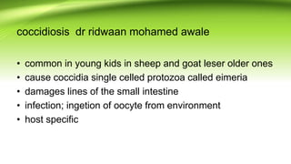 coccidiosis dr ridwaan mohamed awale
• common in young kids in sheep and goat leser older ones
• cause coccidia single celled protozoa called eimeria
• damages lines of the small intestine
• infection; ingetion of oocyte from environment
• host specific
 