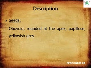 Description
Ӿ Seeds:
Obovoid, rounded at the apex, papillose,
yellowish grey
PPRC/INDIA 08
 