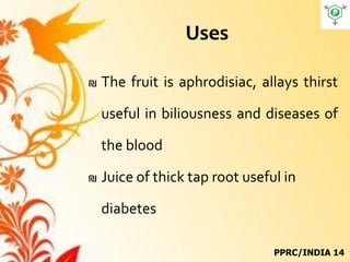 Uses
₪ The fruit is aphrodisiac, allays thirst
useful in biliousness and diseases of
the blood
₪ Juice of thick tap root useful in
diabetes
PPRC/INDIA 14
 