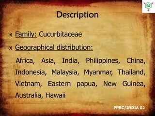 Description
Ӿ Family: Cucurbitaceae
Ӿ Geographical distribution:
Africa, Asia, India, Philippines, China,
Indonesia, Malaysia, Myanmar, Thailand,
Vietnam, Eastern papua, New Guinea,
Australia, Hawaii
PPRC/INDIA 02
 